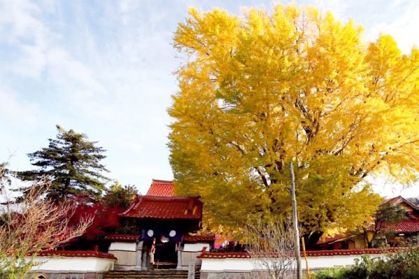 🏯 진정사 (신조지) 이미지 7